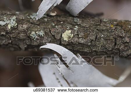 Close-up of bark of a tree, Lake of The Woods, Keewatin, Ontario, Canada View Large Photo Image Stock Photo - Close-up of bark of a tree, Lake of The Woods, Keewatin, Ontario, Canada. Fotosearch