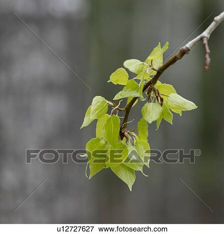 Stock Photo - Close-up of birch tree leaves on a branch, Lake of The Woods, Ontario, Canada. Fotosearch