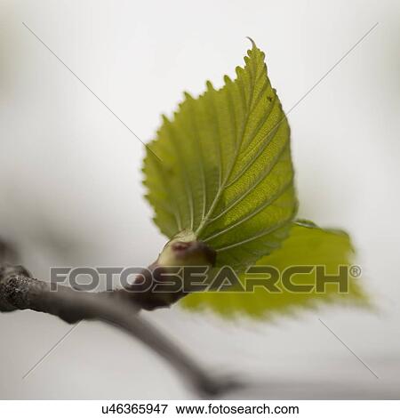 Stock Photo - Close-up of birch tree leaves on a branch, Lake of The Woods, Ontario, Canada. Fotosearch