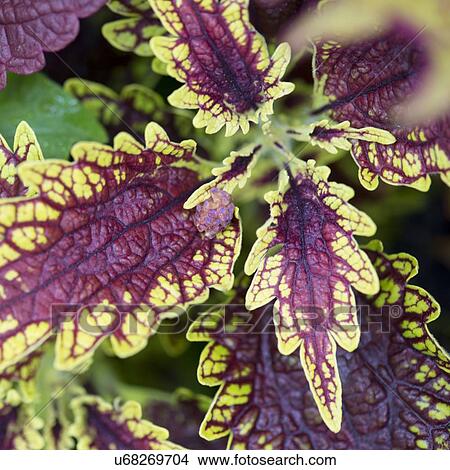 Picture - Close-up of coloured leaves, Ontario, Canada. Fotosearch