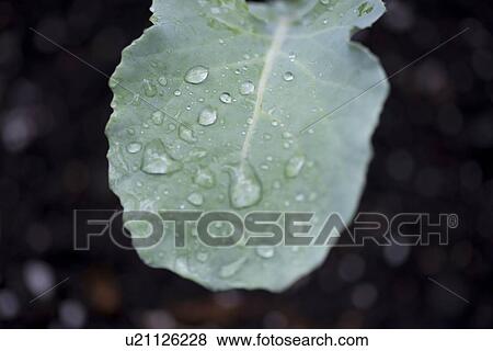 Close-up of dew drops on leaf, Lake Of The Woods, Keewatin, Ontario, Canada View Large Photo Image Stock Photo - Close-up of dew drops on leaf, Lake Of The Woods, Keewatin, Ontario, Canada. Fotosearch