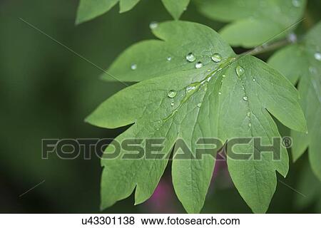 Stock Photo - Close-up of dew drops on leaf, Lake Of The Woods, Keewatin, Ontario, Canada. Fotosearch