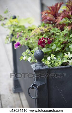 Close-up of flowering potted plants, Lake of The Woods, Keewatin, Ontario, Canada View Large Photo Image Stock Image - Close-up of flowering potted plants, Lake of The Woods, Keewatin, Ontario, Canada. Fotosearch