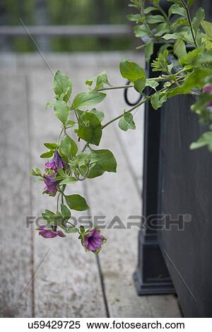 Close-up of flowering potted plants, Lake of The Woods, Keewatin, Ontario, Canada View Large Photo Image Stock Photography - Close-up of flowering potted plants, Lake of The Woods, Keewatin, Ontario, Canada. Fotosearch