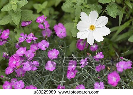 Close-up of flowers in bloom, Lake Of The Woods, Keewatin, Ontario, Canada View Large Photo Image Stock Photo - Close-up of flowers in bloom, Lake Of The Woods, Keewatin, Ontario, Canada. Fotosearch