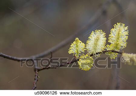 Close-up of flowers in bloom on twig, Lake of The Woods, Keewatin, Ontario, Canada View Large Photo Image Stock Photograph - Close-up of flowers in bloom on twig, Lake of The Woods, Keewatin, Ontario, Canada. Fotosearch