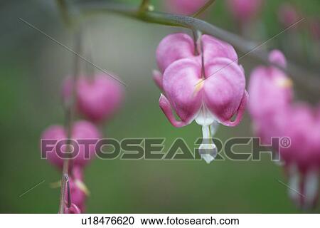 Close-up of flowers, Lake of The Woods, Keewatin, Ontario, Canada View Large Photo Image Stock Image - Close-up of flowers, Lake of The Woods, Keewatin, Ontario, Canada. Fotosearch