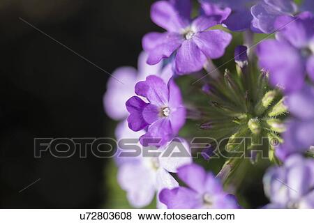 Close-up of flowers, Lake of The Woods, Keewatin, Ontario, Canada View Large Photo Image Stock Photo - Close-up of flowers, Lake of The Woods, Keewatin, Ontario, Canada. Fotosearch