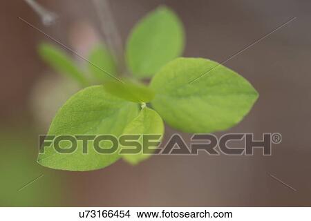 Close-up of leaves, Lake of The Woods, Keewatin, Ontario, Canada View Large Photo Image Picture - Close-up of leaves, Lake of The Woods, Keewatin, Ontario, Canada. Fotosearch