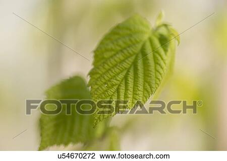 Close-up of leaves, Lake of The Woods, Keewatin, Ontario, Canada View Large Photo Image Stock Image - Close-up of leaves, Lake of The Woods, Keewatin, Ontario, Canada. Fotosearch