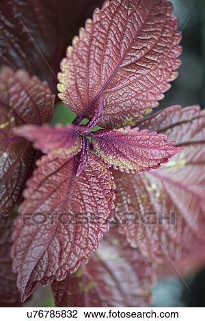 Close-up of leaves, Lake of The Woods, Keewatin, Ontario, Canada View Large Photo Image Stock Image - Close-up of leaves, Lake of The Woods, Keewatin, Ontario, Canada. Fotosearch