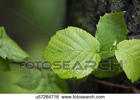 Stock Photograph - Close-up of leaves, Lake Of The Woods, Keewatin, Ontario, Canada. Fotosearch