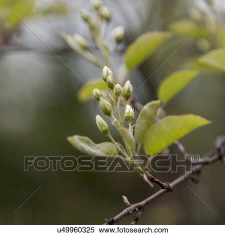 Stock Photography - Close-up of leaves on a branch, Lake of The Woods, Ontario, Canada. Fotosearch