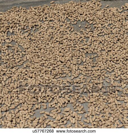 Stock Photo - Close-up of peanuts drying on the ground, Xingping, Yangshuo, Guilin, Guangxi Province, China. Fotosearch
