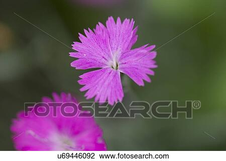 Close-up of pink flowers in bloom, Lake Of The Woods, Keewatin, Ontario, Canada View Large Photo Image Stock Image - Close-up of pink flowers in bloom, Lake Of The Woods, Keewatin, Ontario, Canada. Fotosearch