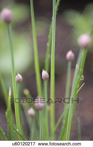 Stock Photo - Close-up of plants with buds, Lake of The Woods, Keewatin, Ontario, Canada. Fotosearch