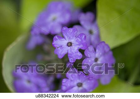 Picture - Close-up of purple flowers in bloom, Lake Of The Woods, Keewatin, Ontario, Canada. Fotosearch