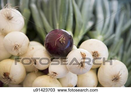 Stock Image - Close-up of spring onions, Kenora, Ontario, Canada. Fotosearch