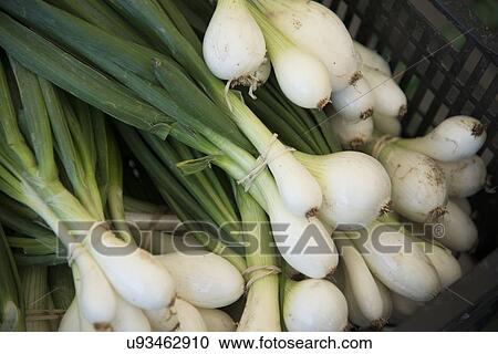 Close-up of spring onions, Kenora, Ontario, Canada View Large Photo Image Stock Image - Close-up of spring onions, Kenora, Ontario, Canada. Fotosearch