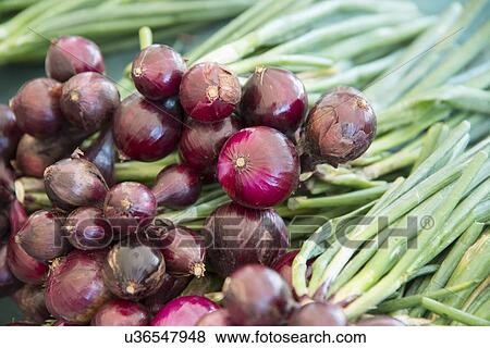 Close-up of spring onions, Kenora, Ontario, Canada View Large Photo Image Stock Photo - Close-up of spring onions, Kenora, Ontario, Canada. Fotosearch