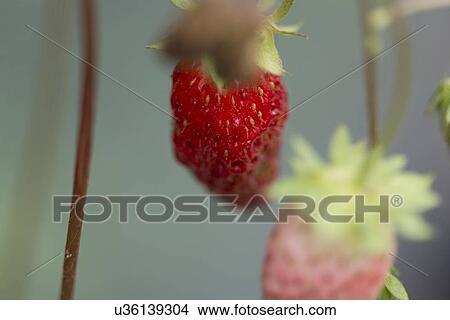 Picture - Close-up of strawberries on plant, Lake Of The Woods, Keewatin, Ontario, Canada. Fotosearch