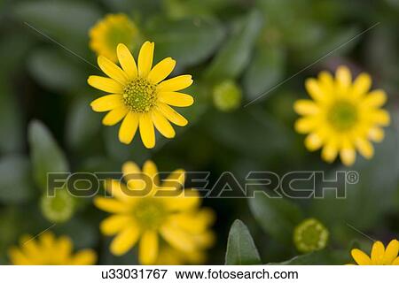 Stock Photo - Close-up of yellow flowers in bloom, Lake Of The Woods, Keewatin, Ontario, Canada. Fotosearch