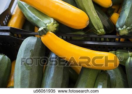 Stock Photography - Close-up of Zucchini vegetable, Kenora, Ontario, Canada. Fotosearch