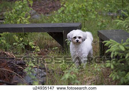 Stock Photo - Cute puppy in park, Lake Of The Woods, Keewatin, Ontario, Canada. Fotosearch