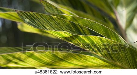 Details of leaves at Universal Studios, Orlando, Florida, USA View Large Photo Image Stock Image - Details of leaves at Universal Studios, Orlando, Florida, USA. Fotosearch