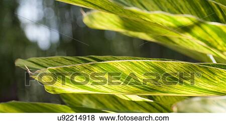 Details of leaves at Universal Studios, Orlando, Florida, USA View Large Photo Image Stock Photo - Details of leaves at Universal Studios, Orlando, Florida, USA. Fotosearch