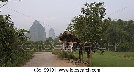 Stock Image - Dirt road passing through fields, Yangshuo, Guilin, Guangxi Province, China. Fotosearch