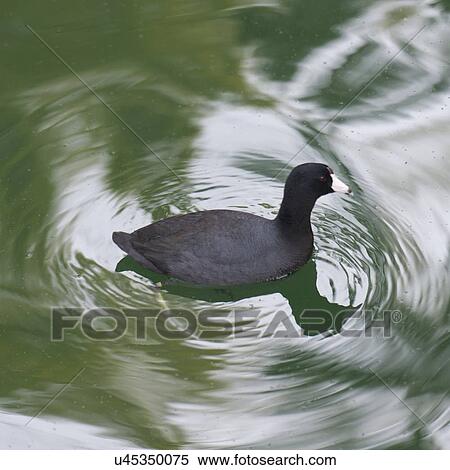 Stock Photography - Duck swimming in a pond, Universal Studios, Orlando, Florida, USA. Fotosearch