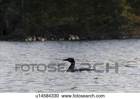 Duck swimming in Lake of The Woods, Keewatin, Ontario, Canada View Large Photo Image Stock Image - Duck swimming in Lake of The Woods, Keewatin, Ontario, Canada. Fotosearch