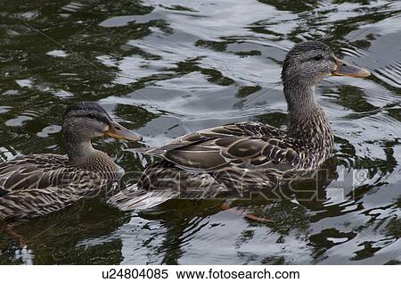 Stock Photography - Ducks at Lake of The Woods, Keewatin, Ontario, Canada. Fotosearch