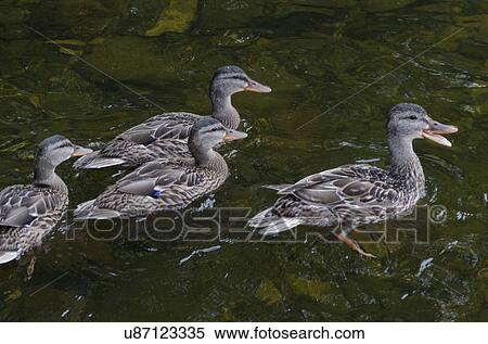 Ducks at Lake of The Woods, Keewatin, Ontario, Canada View Large Photo Image Stock Photography - Ducks at Lake of The Woods, Keewatin, Ontario, Canada. Fotosearch