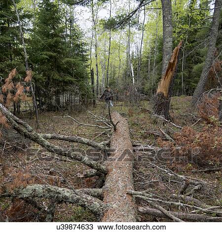 Fallen tree in a forest, Lake of The Woods, Ontario, Canada View Large Photo Image Stock Image - Fallen tree in a forest, Lake of The Woods, Ontario, Canada. Fotosearch