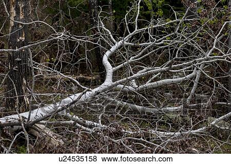 Stock Photo - Fallen tree in a forest, Lake of The Woods, Keewatin, Ontario, Canada. Fotosearch