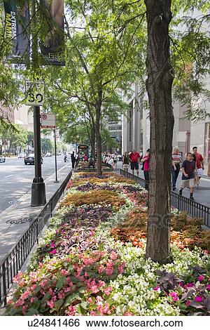 Stock Photograph - Flowers on a road divider in Chicago, Cook County, Illinois, USA. Fotosearch