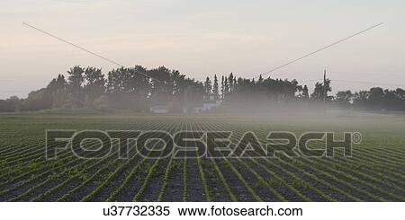Fog over a prairie field, Manitoba, Canada View Large Photo Image Stock Photography - Fog over a prairie field, Manitoba, Canada. Fotosearch