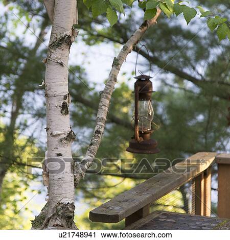 Lantern hanging from a tree branch, Ontario, Canada View Large Photo Image Stock Image - Lantern hanging from a tree branch, Ontario, Canada. Fotosearch