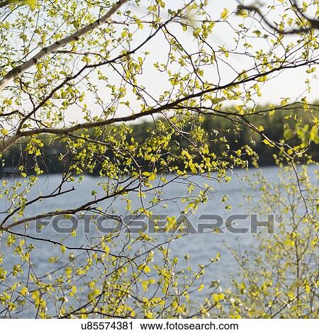 Stock Image - Leaves on a tree branch, Lake of The Woods, Ontario, Canada. Fotosearch