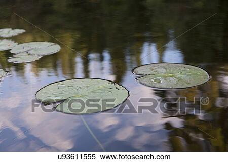 Lily pads in a lake, Lake Of The Woods, Keewatin, Ontario, Canada View Large Photo Image Stock Photography - Lily pads in a lake, Lake Of The Woods, Keewatin, Ontario, Canada. Fotosearch