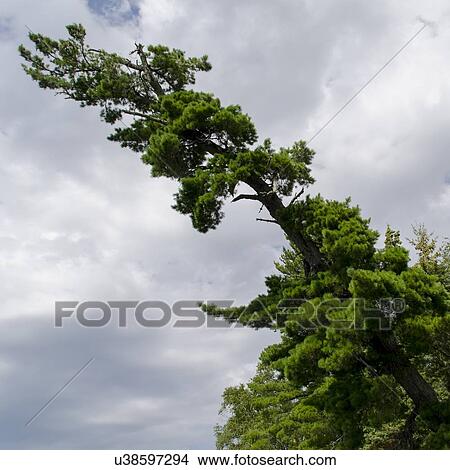 Low angle view of a bending tree, Lake of The Woods, Ontario, Canada View Large Photo Image Picture - Low angle view of a bending tree, Lake of The Woods, Ontario, Canada. Fotosearch