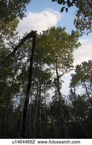 Low angle view of birch trees, Lake of The Woods, Keewatin, Ontario, Canada View Large Photo Image Stock Image - Low angle view of birch trees, Lake of The Woods, Keewatin, Ontario, Canada. Fotosearch