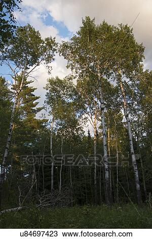 Low angle view of birch trees, Lake of The Woods, Keewatin, Ontario, Canada View Large Photo Image Stock Image - Low angle view of birch trees, Lake of The Woods, Keewatin, Ontario, Canada. Fotosearch