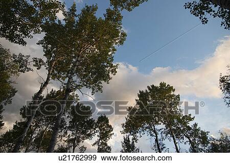 Low angle view of birch trees, Lake of The Woods, Keewatin, Ontario, Canada View Large Photo Image Stock Photo - Low angle view of birch trees, Lake of The Woods, Keewatin, Ontario, Canada. Fotosearch