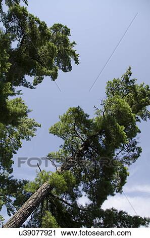 Low angle view of evergreen trees, Lake of The Woods, Keewatin, Ontario, Canada View Large Photo Image Stock Image - Low angle view of evergreen trees, Lake of The Woods, Keewatin, Ontario, Canada. Fotosearch