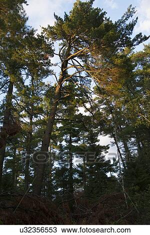 Stock Image - Low angle view of pine trees, Lake of The Woods, Keewatin, Ontario, Canada. Fotosearch