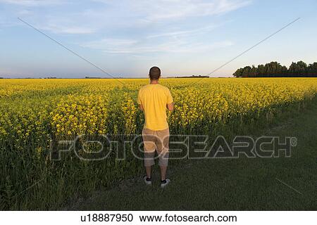 Man standing in a field looking at a view, Manitoba, Canada View Large Photo Image Stock Image - Man standing in a field looking at a view, Manitoba, Canada. Fotosearch
