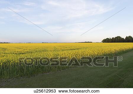 Stock Image - Oilseed rape (Brassica napus) crop in a field, Manitoba, Canada. Fotosearch